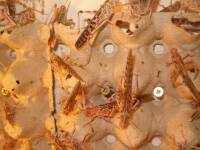50 adulte geflügelte Wüstenheuschrecken im Karton