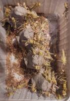 50 mittelgroße Wüstenheuschrecken in Dose