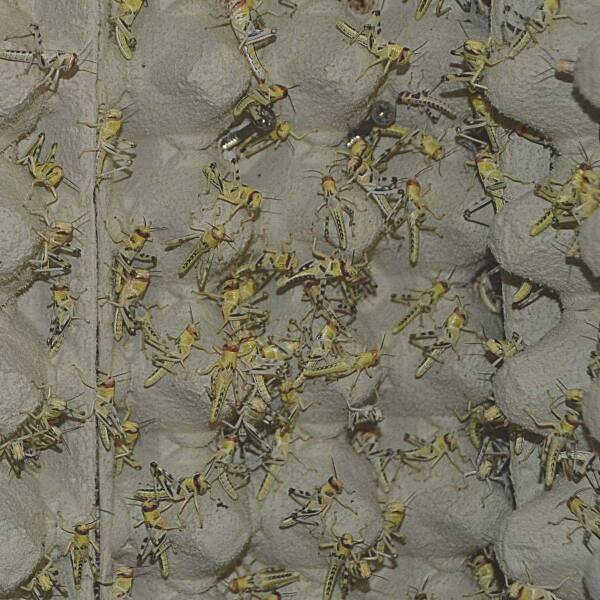100 mittelgroße Wüstenheuschrecken im Karton