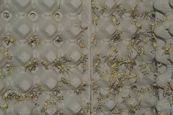 150 mittelgroße Wüstenheuschrecken im Karton