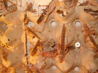 250 adulte geflügelte Wüstenheuschrecken im Karton
