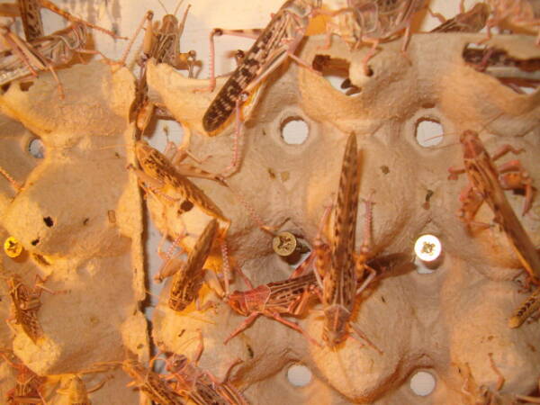 500 adulte geflügelte Wüstenheuschrecken im Karton