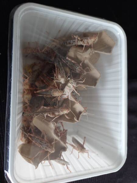 50 geflügelte Wüstenheuschrecken in Dose